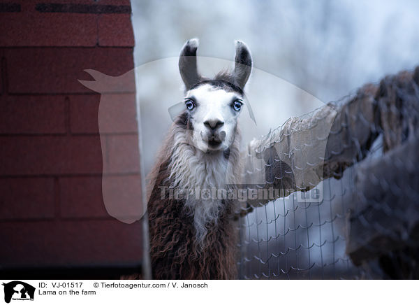 Lama auf dem Bauernhof / Lama on the farm / VJ-01517