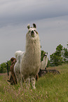 llama