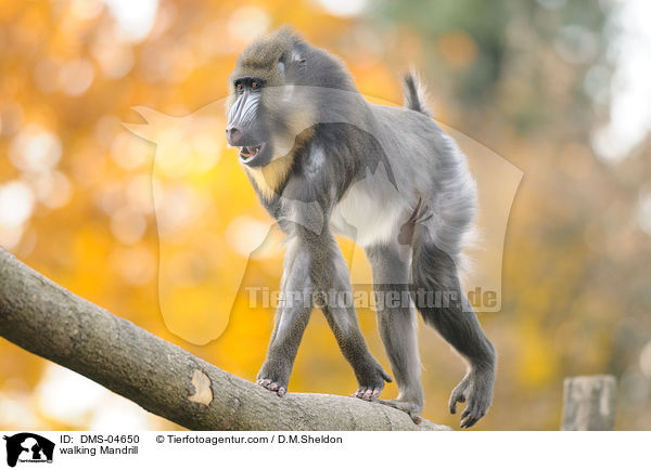 laufender Mandrill / walking Mandrill / DMS-04650