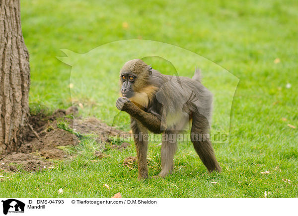 Mandrill / Mandrill / DMS-04793