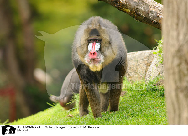 Mandrill / Mandrill / DMS-04794