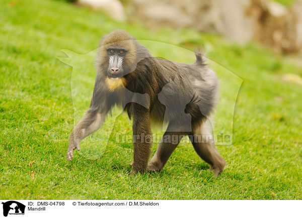 Mandrill / Mandrill / DMS-04798