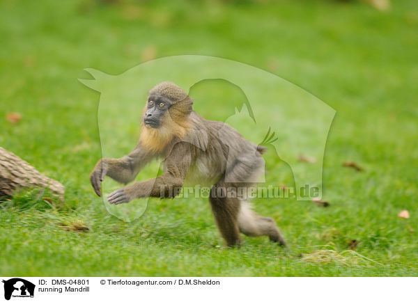 rennender Mandrill / running Mandrill / DMS-04801