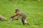 running Mandrill