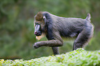 Mandrill