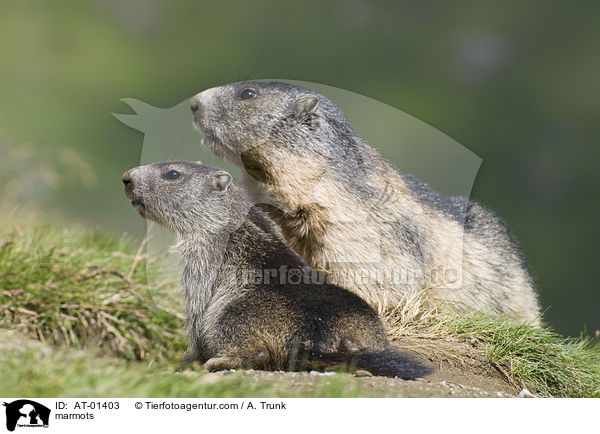 Murmeltiere / marmots / AT-01403