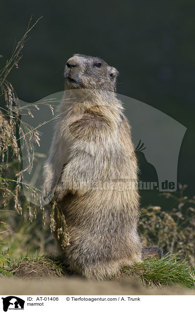 Murmeltier / marmot / AT-01406