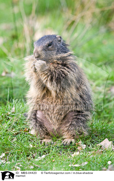 Murmeltier / marmot / MBS-04420