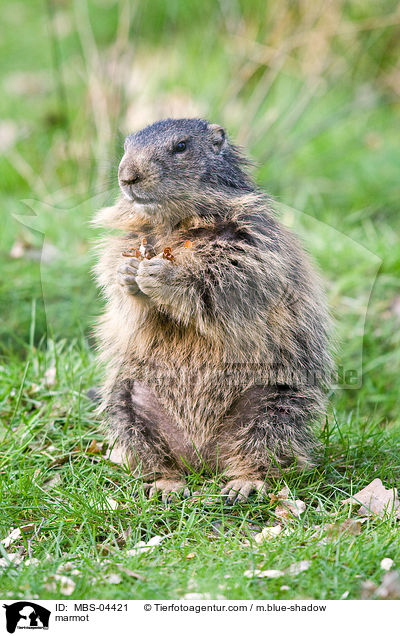 Murmeltier / marmot / MBS-04421