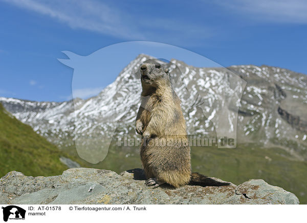 Murmeltier / marmot / AT-01578
