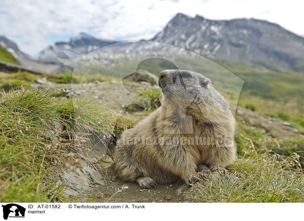 Murmeltier / marmot / AT-01582