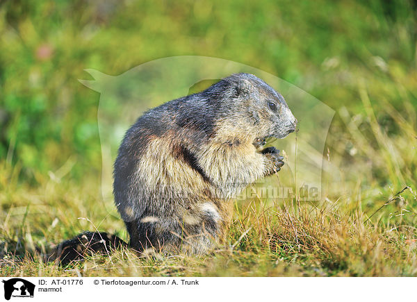 Murmeltier / marmot / AT-01776