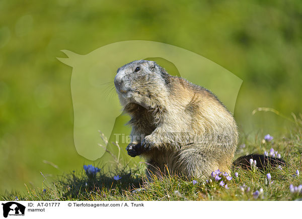Murmeltier / marmot / AT-01777