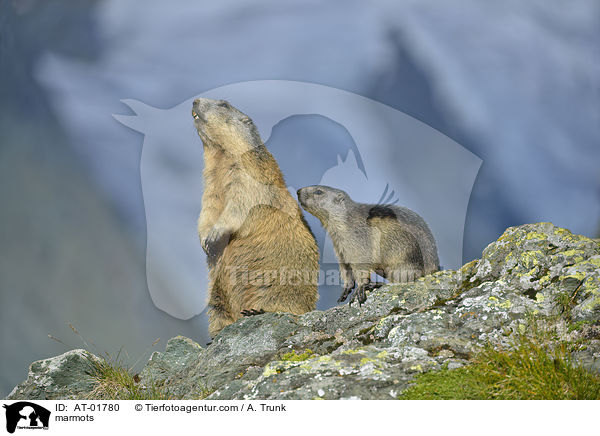 Murmeltiere / marmots / AT-01780