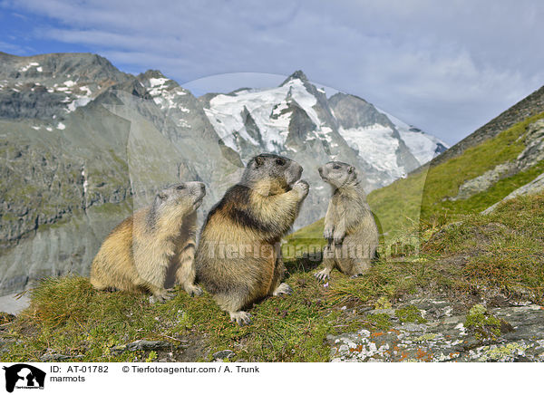 Murmeltiere / marmots / AT-01782