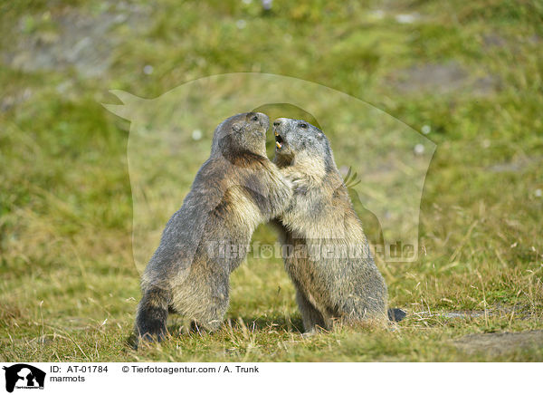 Murmeltiere / marmots / AT-01784