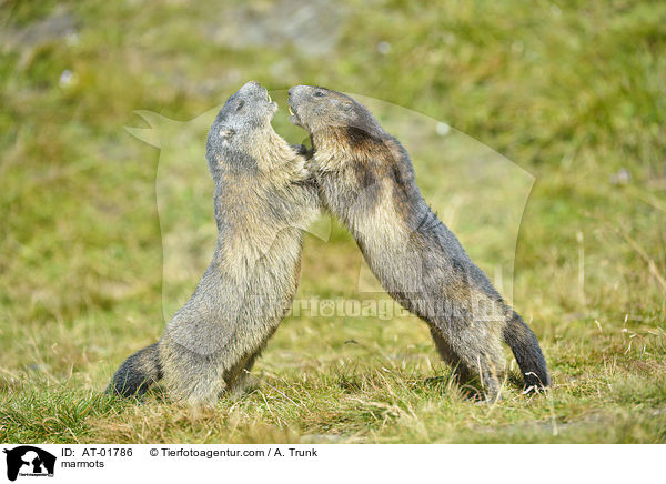 Murmeltiere / marmots / AT-01786