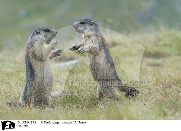 marmots / AT-01878