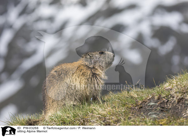 sitzendes Alpenmurmeltier / sitting Alpine Marmot / PW-03268