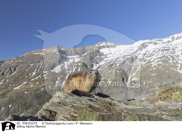 sitzendes Alpenmurmeltier / sitting Alpine Marmot / PW-03275