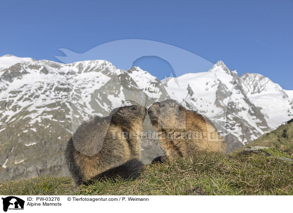 Alpenmurmeltiere / Alpine Marmots / PW-03276