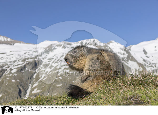 sitzendes Alpenmurmeltier / sitting Alpine Marmot / PW-03277