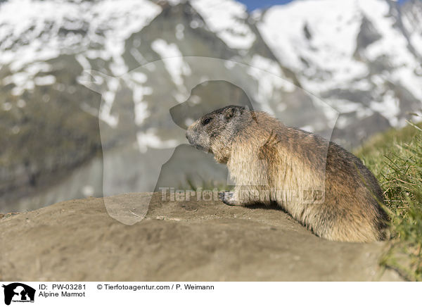 Alpenmurmeltier / Alpine Marmot / PW-03281