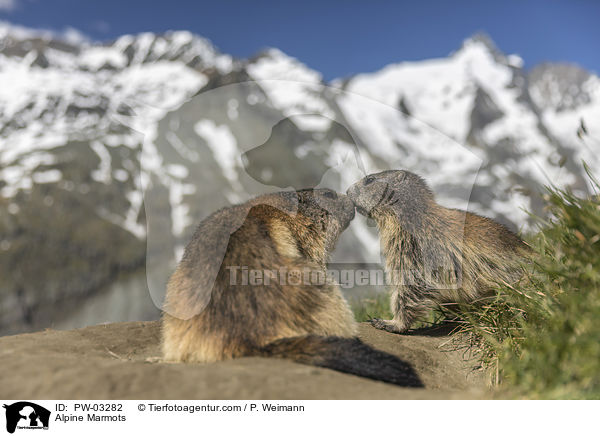 Alpenmurmeltiere / Alpine Marmots / PW-03282