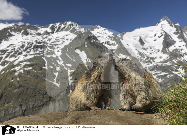 Alpenmurmeltiere / Alpine Marmots / PW-03284