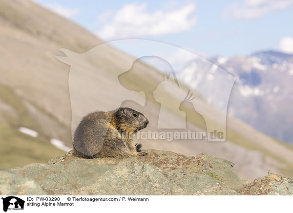 sitzendes Alpenmurmeltier / sitting Alpine Marmot / PW-03290