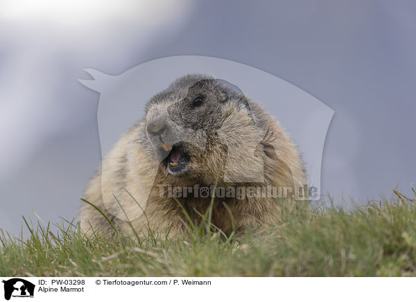 Alpenmurmeltier / Alpine Marmot / PW-03298