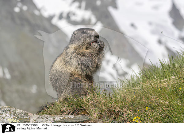 fressendes Alpenmurmeltier / eating Alpine Marmot / PW-03306
