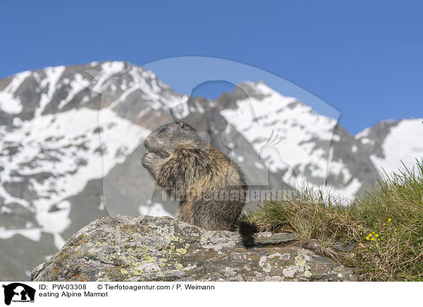 fressendes Alpenmurmeltier / eating Alpine Marmot / PW-03308