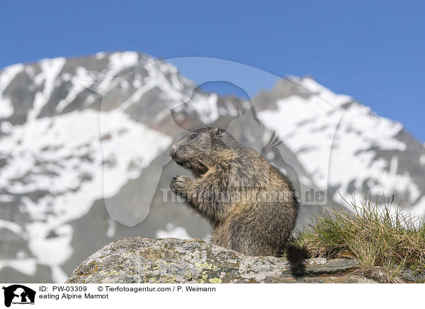 fressendes Alpenmurmeltier / eating Alpine Marmot / PW-03309