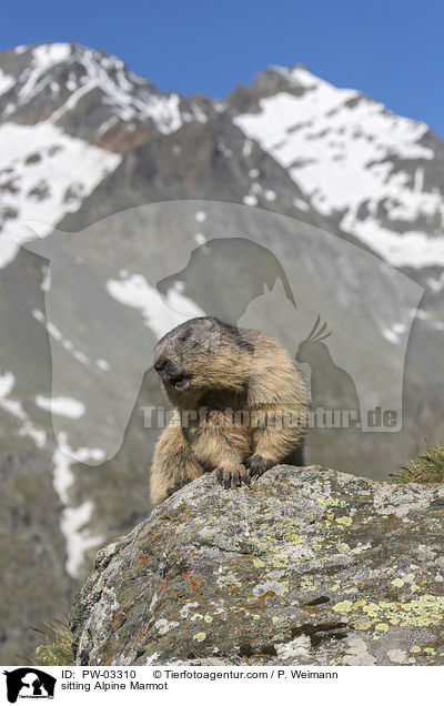 sitzendes Alpenmurmeltier / sitting Alpine Marmot / PW-03310