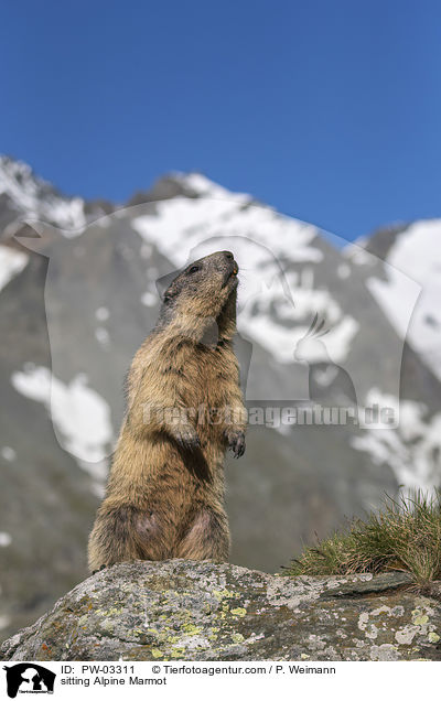 sitzendes Alpenmurmeltier / sitting Alpine Marmot / PW-03311