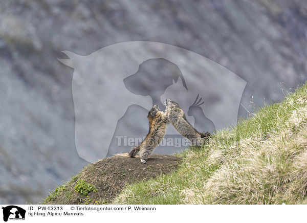 kmpfende Alpenmurmeltiere / fighting Alpine Marmots / PW-03313