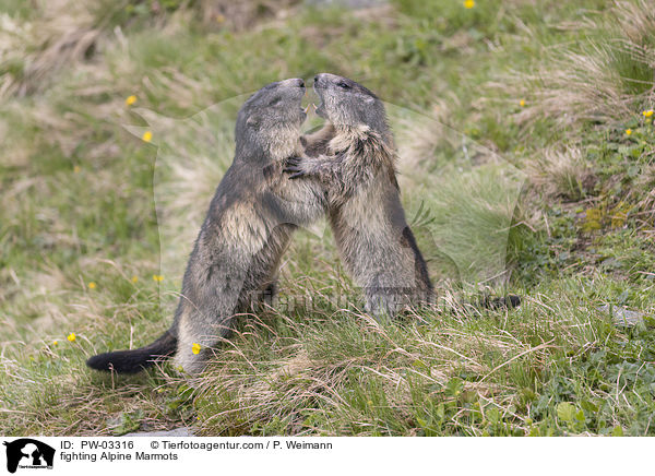 kmpfende Alpenmurmeltiere / fighting Alpine Marmots / PW-03316