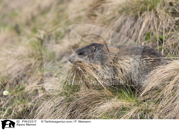 Alpenmurmeltier / Alpine Marmot / PW-03317