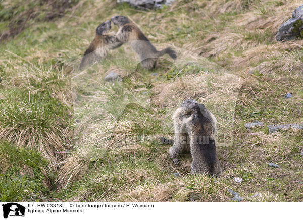 kmpfende Alpenmurmeltiere / fighting Alpine Marmots / PW-03318