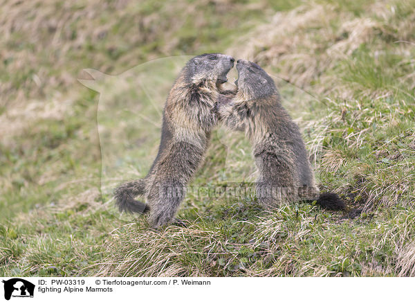 kmpfende Alpenmurmeltiere / fighting Alpine Marmots / PW-03319