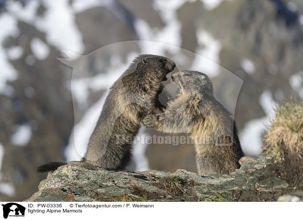 kmpfende Alpenmurmeltiere / fighting Alpine Marmots / PW-03336