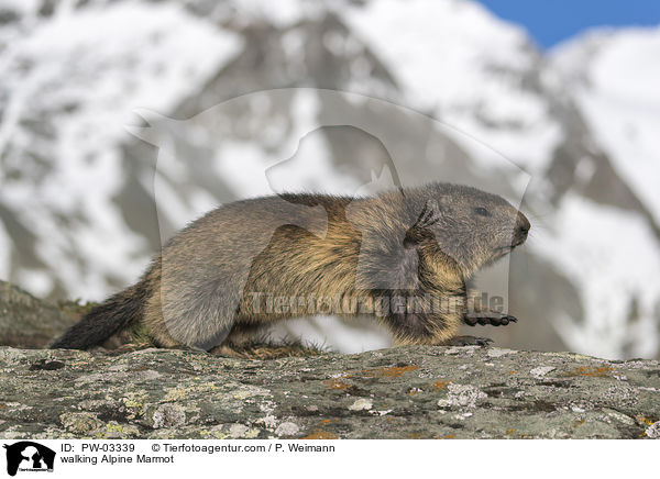 laufendes Alpenmurmeltier / walking Alpine Marmot / PW-03339