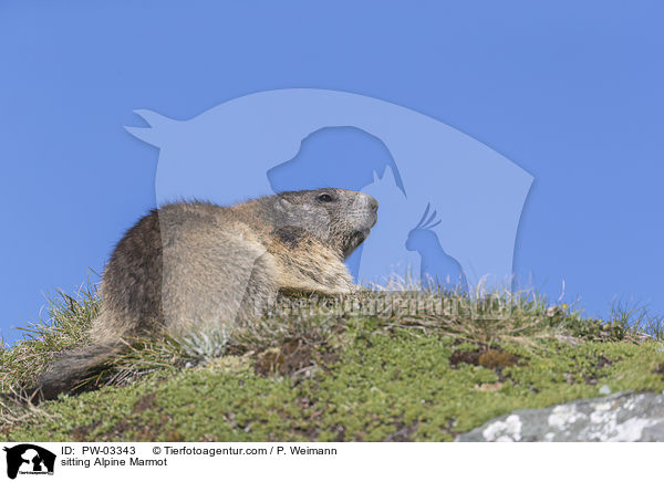 sitzendes Alpenmurmeltier / sitting Alpine Marmot / PW-03343