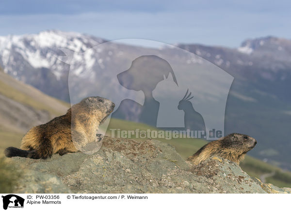 Alpenmurmeltiere / Alpine Marmots / PW-03356