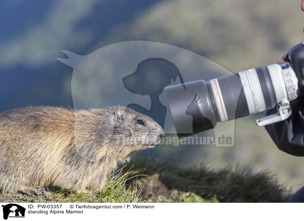 stehendes Alpenmurmeltier / standing Alpine Marmot / PW-03357