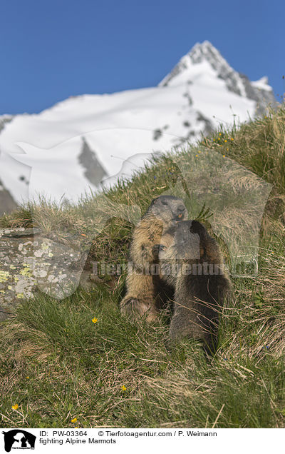 kmpfende Alpenmurmeltiere / fighting Alpine Marmots / PW-03364