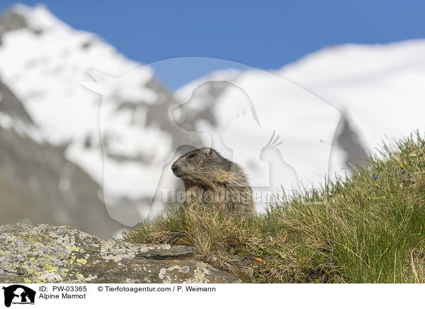 Alpenmurmeltier / Alpine Marmot / PW-03365