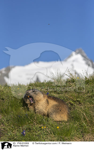 Alpenmurmeltier / Alpine Marmot / PW-03369