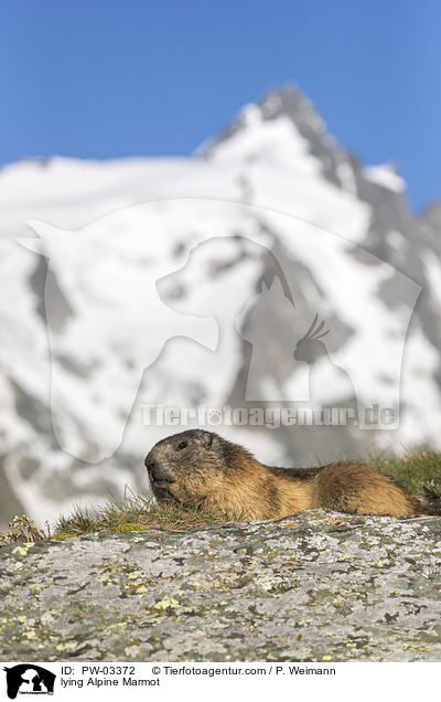 liegendes Alpenmurmeltier / lying Alpine Marmot / PW-03372